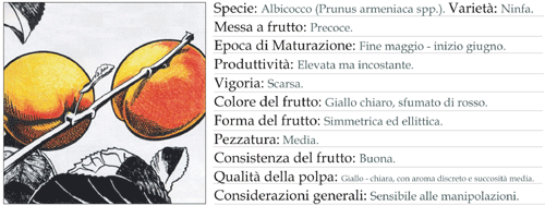 Scheda tecnica 1 - Albicocco Ninfa