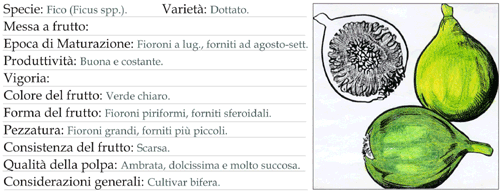 Scheda tecnica 3 - Fico Dottato