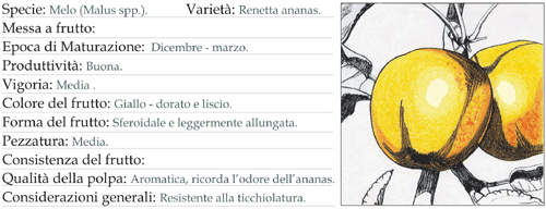 Scheda tecnica 4 - Melo Renetta ananas