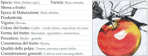 Scheda tecnica 5 - Melo Rosa romana