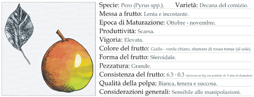 Scheda tecnica 6 - Pero Decana del comizio