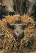 Presepe 3